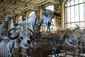 musée de paléontologie.jpg