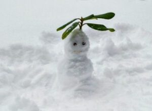 Mehr über den Artikel erfahren Auch ein Schneebär braucht einen Schal