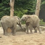 Ausflug der Klassen 5b, 7d und 7e in den Wuppertaler Zoo