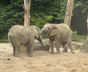 Mehr über den Artikel erfahren Ausflug der Klassen 5b, 7d und 7e in den Wuppertaler Zoo