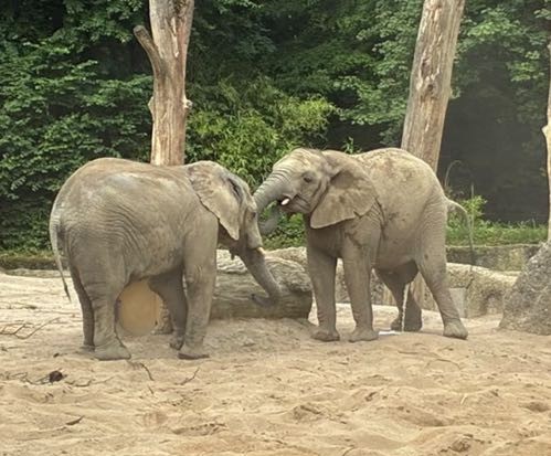 Ausflug der Klassen 5b, 7d und 7e in den Wuppertaler Zoo